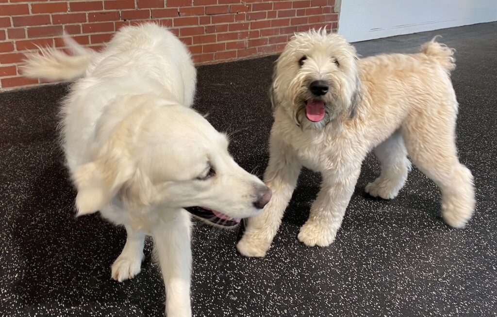 Playing at dog daycare