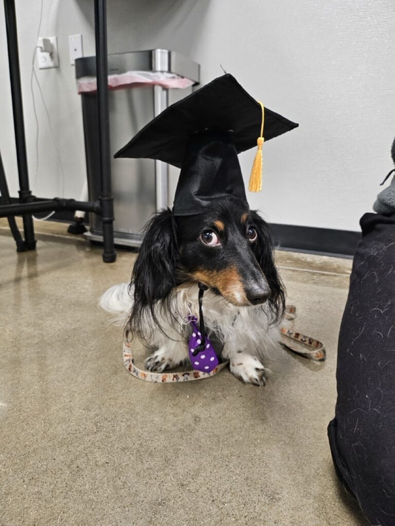 Cute long-haired dachshund wearing a black graduation cap with yellow tassel and purple polka dot bandana, sitting on the floor and looking at the camera.