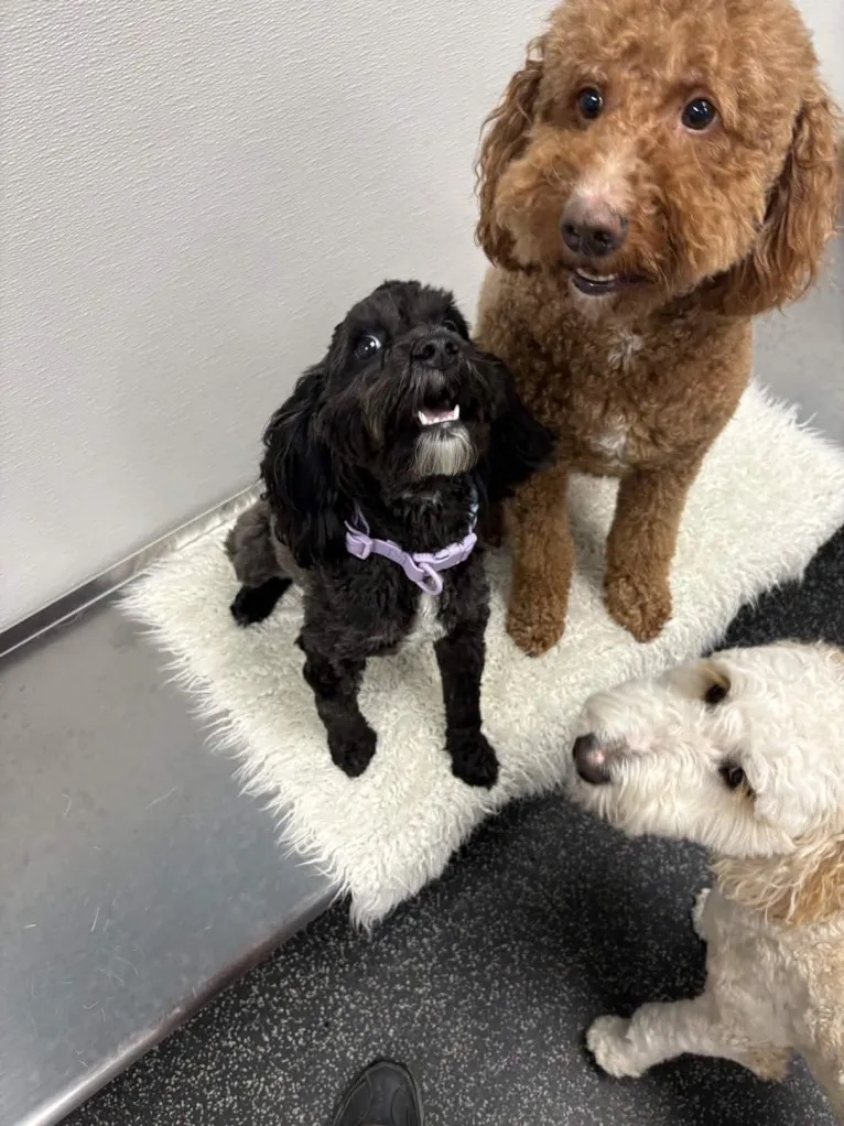 Dog Pals