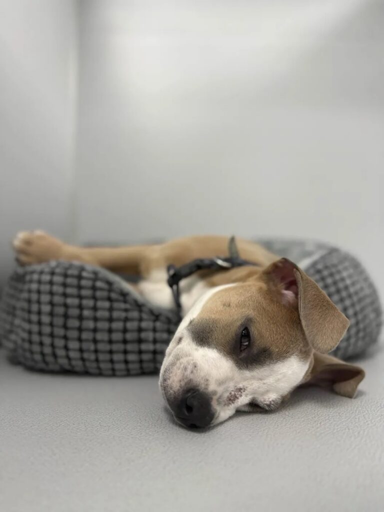 Relaxed brown and white dog resting on floor at Collars Dog Resort Olathe – calm dog in cozy boarding area