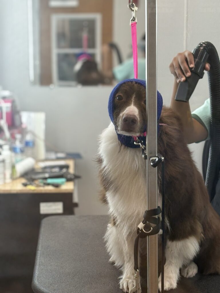 Brown and white dog getting professional grooming at Collars Dog Resort Olathe – Border Collie mix with grooming hood on table